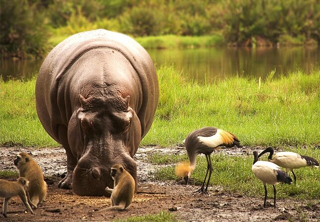 Day Trip - Tsavo East National Park ( Man Eater Lions of Tsavo & Other Big Five) - Key Things That Make This Safari Work