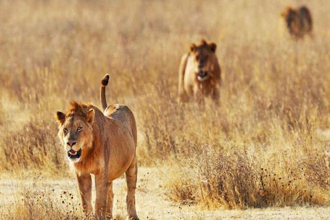 Day Trip - Tsavo East National Park ( Man Eater Lions of Tsavo & Other Big Five) - The Pop-Up Roof Safari Vehicle: Why It’s More Than a Gadget
