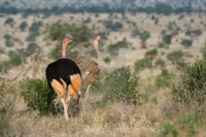 Day Trip - Tsavo East National Park ( Man Eater Lions of Tsavo & Other Big Five) - Morning Game Drive: How to Read Tsavo East Like a Pro