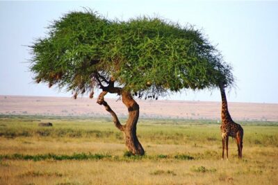 Day Trip - Tsavo East National Park ( Man Eater Lions of Tsavo & Other Big Five) - Entering Tsavo East: Dry, Flat Terrain and the Yatta Plateau Effect