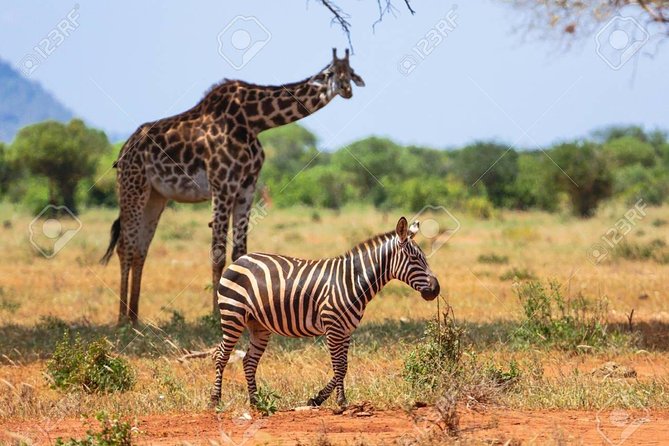 Day Trip - Tsavo East National Park ( Man Eater Lions of Tsavo & Other Big Five) - Afternoon Game Drive: Dry-Season Patterns and the Water Reality