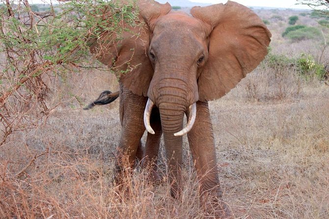 Day Trip - Tsavo East National Park ( Man Eater Lions of Tsavo & Other Big Five) - Lions of Tsavo: Managing Expectations the Smart Way