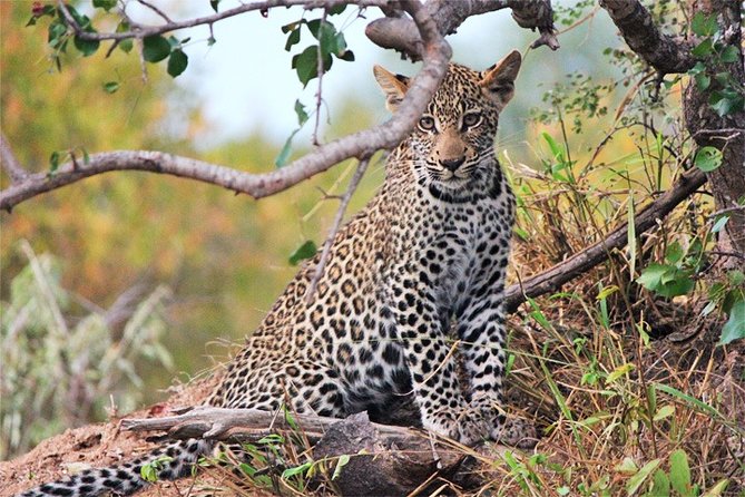 Day Trip - Tsavo East National Park ( Man Eater Lions of Tsavo & Other Big Five) - Price and Value: The Real Math Behind the $200 Fare