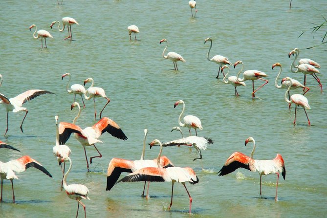 Donana National Park: Guided Day Tour from Seville - Key highlights worth your attention