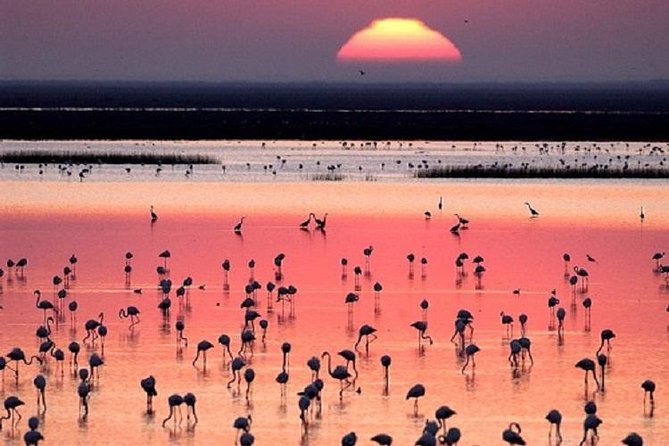 Donana National Park: Guided Day Tour from Seville - Why Doñana feels different when you start from Seville