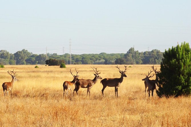 Donana National Park: Guided Day Tour from Seville - Food, timing, and what a 10-hour schedule really means