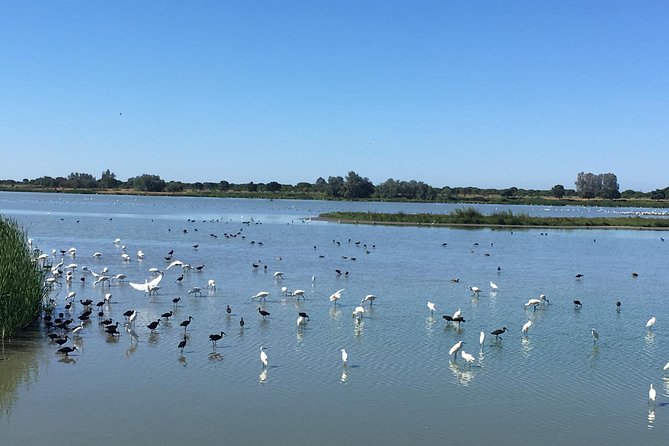 Donana National Park: Guided Day Tour from Seville - Price and value: what $95.34 gets you from Seville