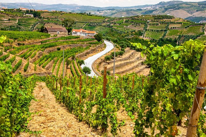 Douro Valley Private Day Trip including Boat Ride & Wine Tasting - Lunch in the Douro Valley: where the day turns from sight to taste