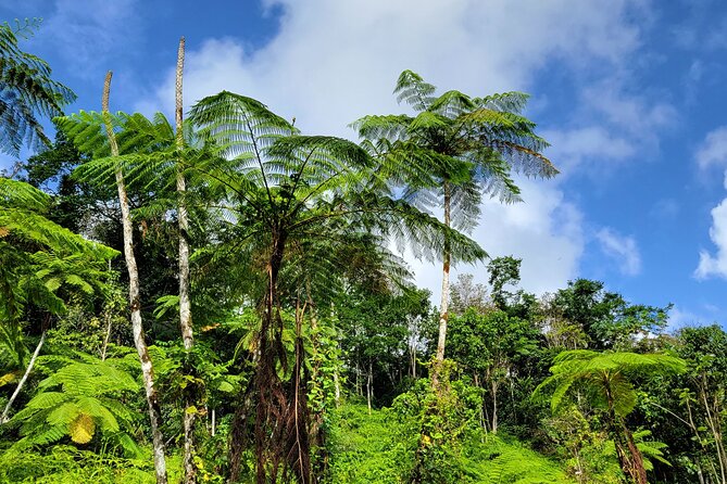El Yunque Rainforest and Luquillo Kiosk Day Trip - Packing and timing tips that make the day smoother