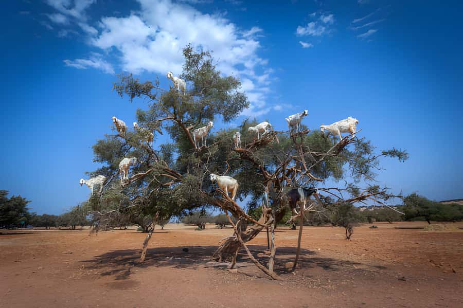 Essaouira Day Trip from Agadir - Key things to know before you go