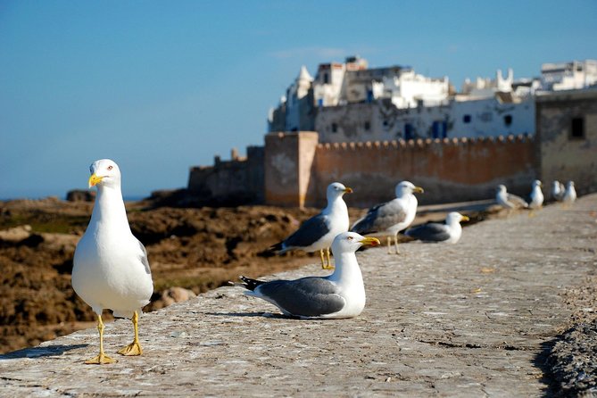 Essaouira Day Trip From Marrakech Including Surf Training - Essaouira Time: What You’ll Do Once You Reach the Coast