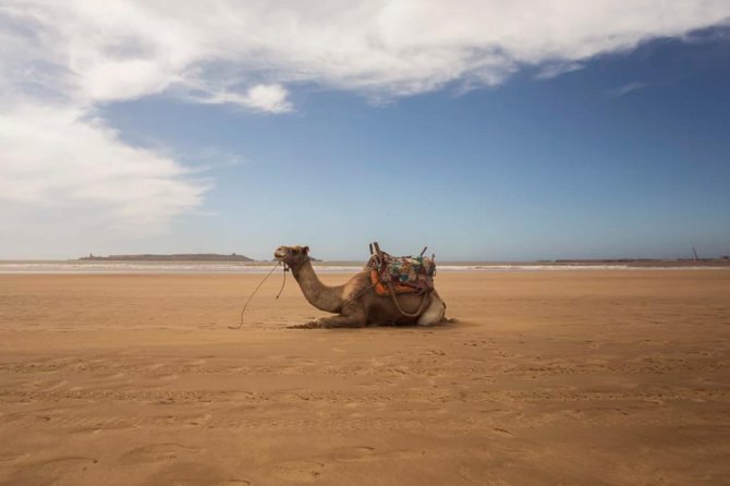 Essaouira Full Day Trip - Chichaoua break: small stop, big day-trip relief