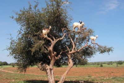 Essaouira Full Day Trip From Marrakech - Price and What You’re Really Paying For