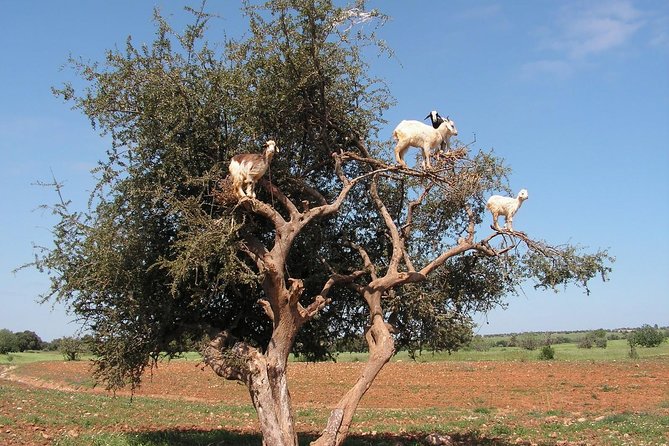 Essaouira Full Day Trip From Marrakech - Price and What You’re Really Paying For