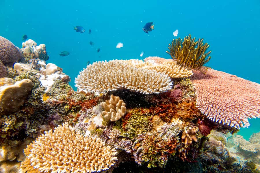 Fiji: Captain Cook Cruises - Island & Reef Day Trip - Arrival at Kadavu Lailai: The Island Feel and How the Day Unfolds