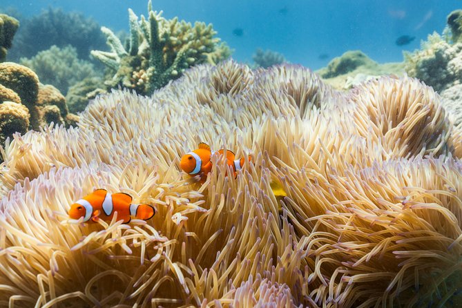 Fitzroy Island Day Tour from Cairns - Key things that make this day tour work