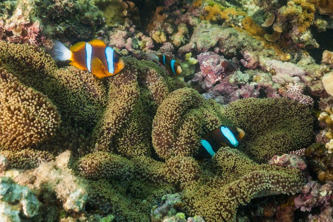 Fitzroy Island Day Tour from Cairns - Snorkeling upgrade: gear, stinger suit, and a realistic plan for first-timers