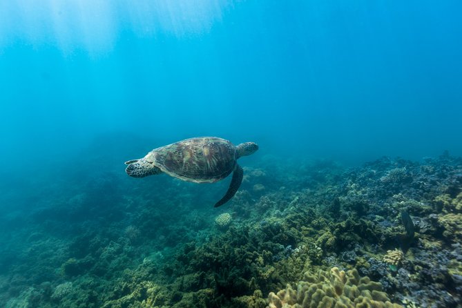 Fitzroy Island Day Tour from Cairns - Logistics that matter: check-in clarity and timing for your island hours