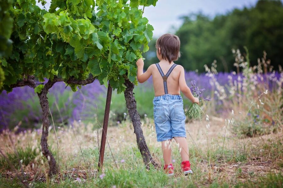 Florence: Wineries, Tastings, Lunch & San Gimignano Day Trip - Who should book this Chianti and San Gimignano day trip