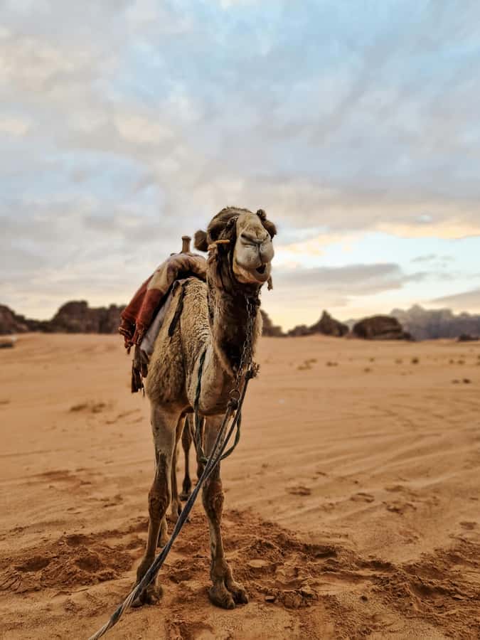 From Agadir: Sahara Desert Day Trip and Camel Ride - Should You Book This Agadir Sahara Desert Day Trip?