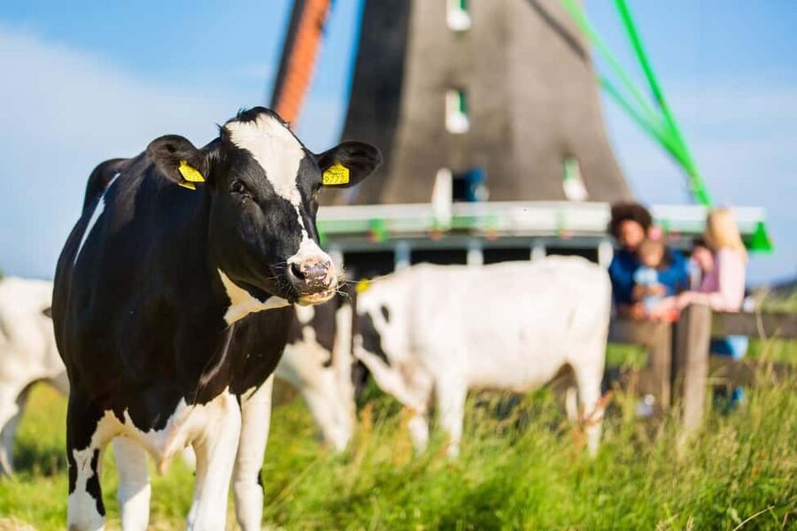 From Amsterdam: Zaanse Schans, Volendam, and Marken Day Trip - Key things to know before you go