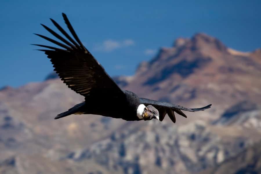 From Arequipa: Colca Canyon Day Trip with Transfer to Puno - Key things worth knowing