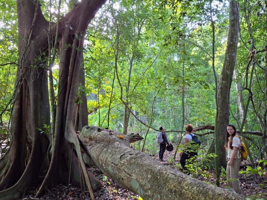 From Bacalar: Calakmul Ruins Expedition & Jungle Trek - Jungle trek: the short walk that boosts wildlife spotting chances