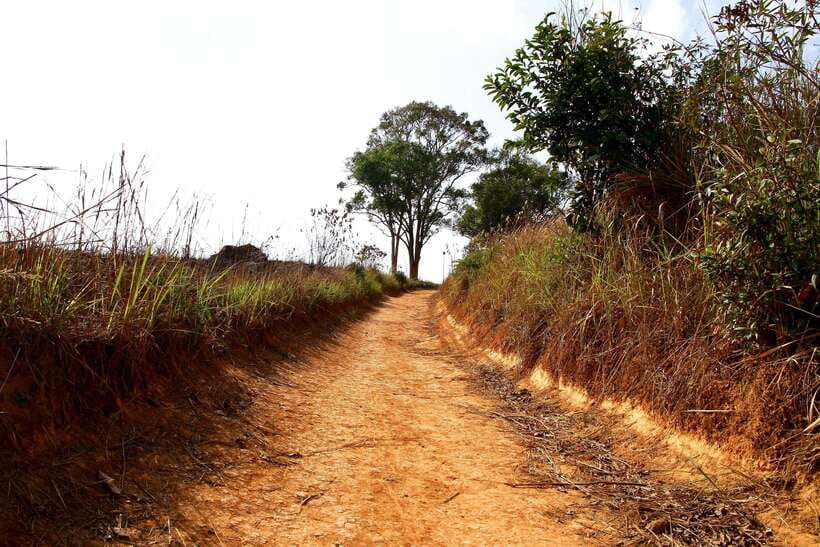From Bangkok: Khao Yai National Park Small-Group Day Trip - Nong Phak Chi Trail (KM 33): Your Best Wildlife Shot