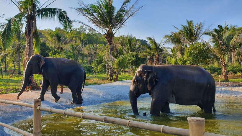 From Bangkok: Living Green Elephant Sanctuary Day Trip - Key points before you go