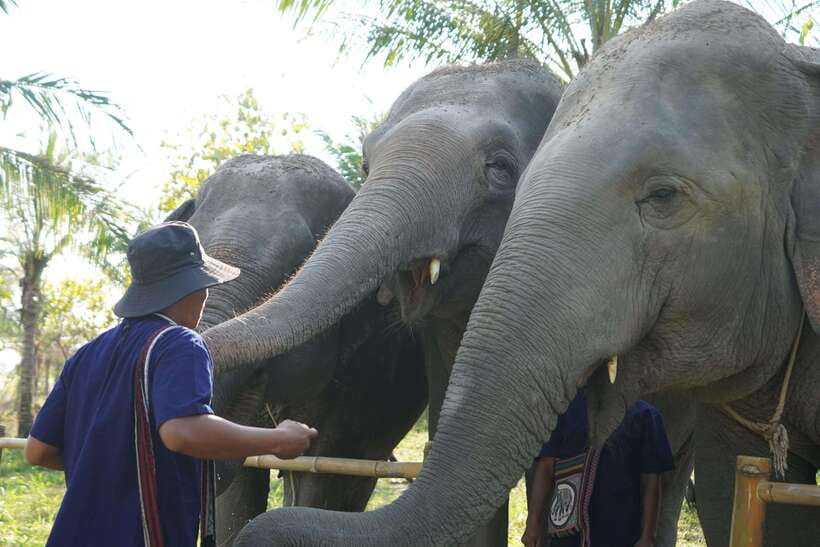 From Bangkok: Living Green Elephant Sanctuary Day Trip - Why this sanctuary visit feels different from typical elephant tours