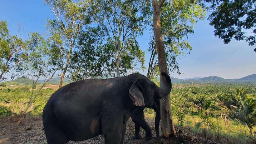 From Bangkok: Living Green Elephant Sanctuary Day Trip - The start: mo hom clothing, briefing, and meeting the team