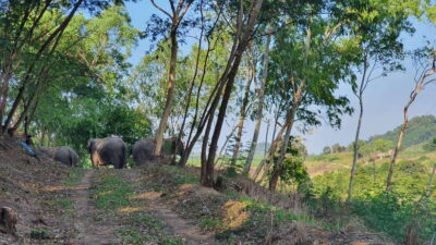 From Bangkok: Living Green Elephant Sanctuary Day Trip - Getting there from Bangkok: the ride you should mentally budget for