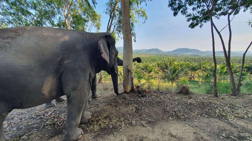 From Bangkok: Living Green Elephant Sanctuary Day Trip - Feeding and elephant time: close, calm, and supervised