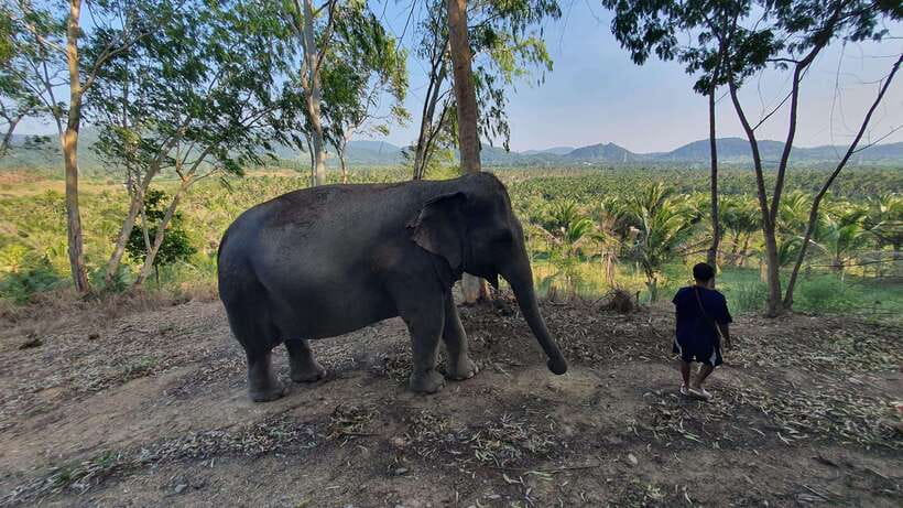 From Bangkok: Living Green Elephant Sanctuary Day Trip - The jungle walk: your chance to slow down near them