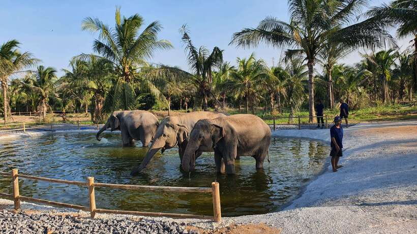 From Bangkok: Living Green Elephant Sanctuary Day Trip - Bath time: optional for you, natural for them