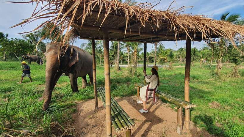 From Bangkok: Living Green Elephant Sanctuary Day Trip - Price and value: does $57 make sense for what you actually get?