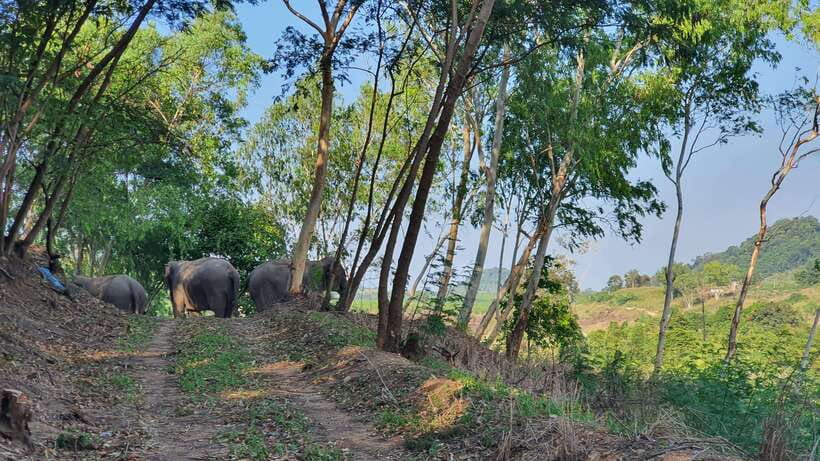 From Bangkok: Living Green Elephant Sanctuary Day Trip - Getting there from Bangkok: the ride you should mentally budget for
