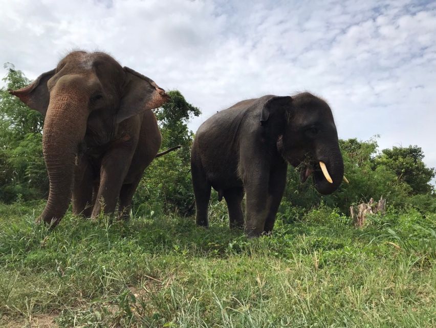 From Bangkok: Pattaya Ethical Elephant Sanctuary Day Trip - Key highlights to look forward to