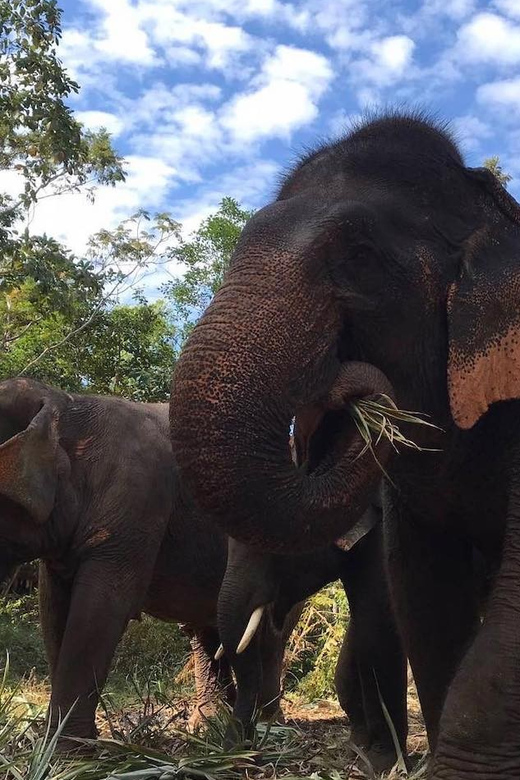 From Bangkok: Pattaya Ethical Elephant Sanctuary Day Trip - Bangkok to Pattaya: the real time cost
