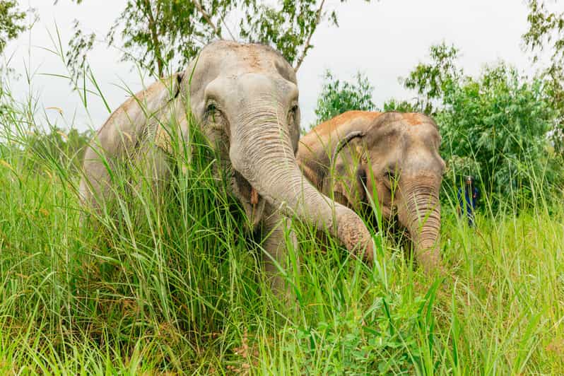 From Bangkok: Pattaya Ethical Elephant Sanctuary Day Trip - Inside the sanctuary: free-roaming elephants and close, respectful interaction