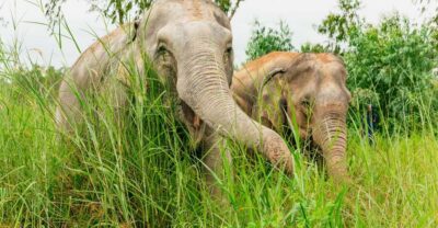 From Bangkok: Pattaya Ethical Elephant Sanctuary Day Trip - Getting picked up: two sessions, two very different vibes