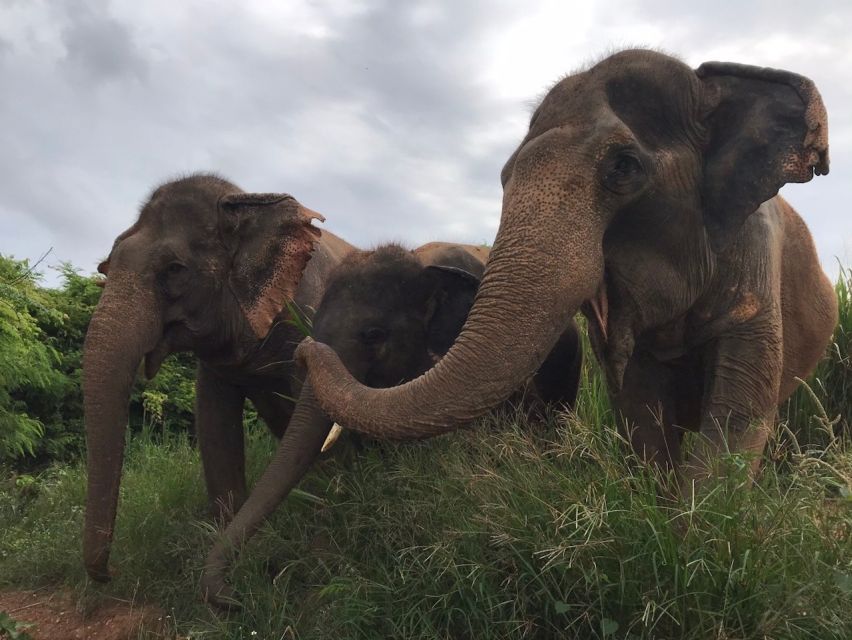 From Bangkok: Pattaya Ethical Elephant Sanctuary Day Trip - Mud spa and river swim: the day you actually get messy