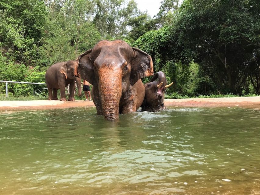 From Bangkok: Pattaya Ethical Elephant Sanctuary Day Trip - Elephant stories and guide time: why the learning matters