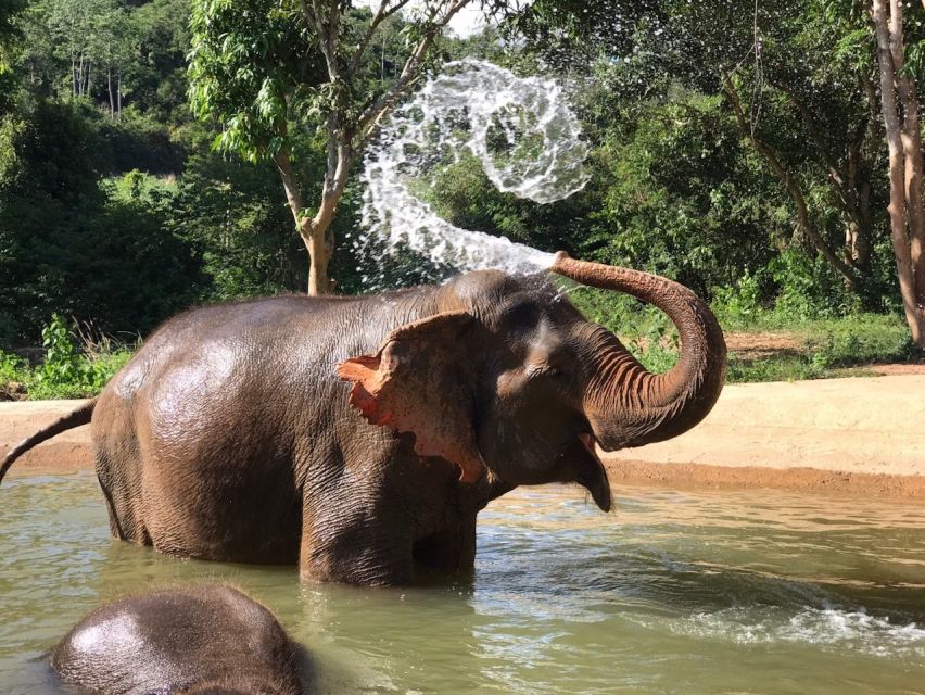 From Bangkok: Pattaya Ethical Elephant Sanctuary Day Trip - Lunch, snacks, and the small comfort wins
