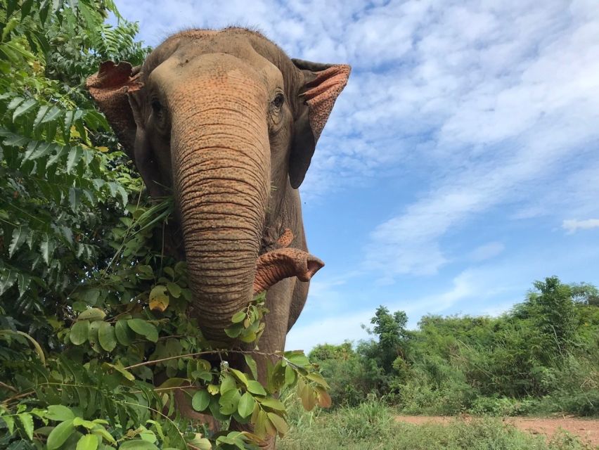 From Bangkok: Pattaya Ethical Elephant Sanctuary Day Trip - Is it truly ethical? What you should watch for on any elephant day trip