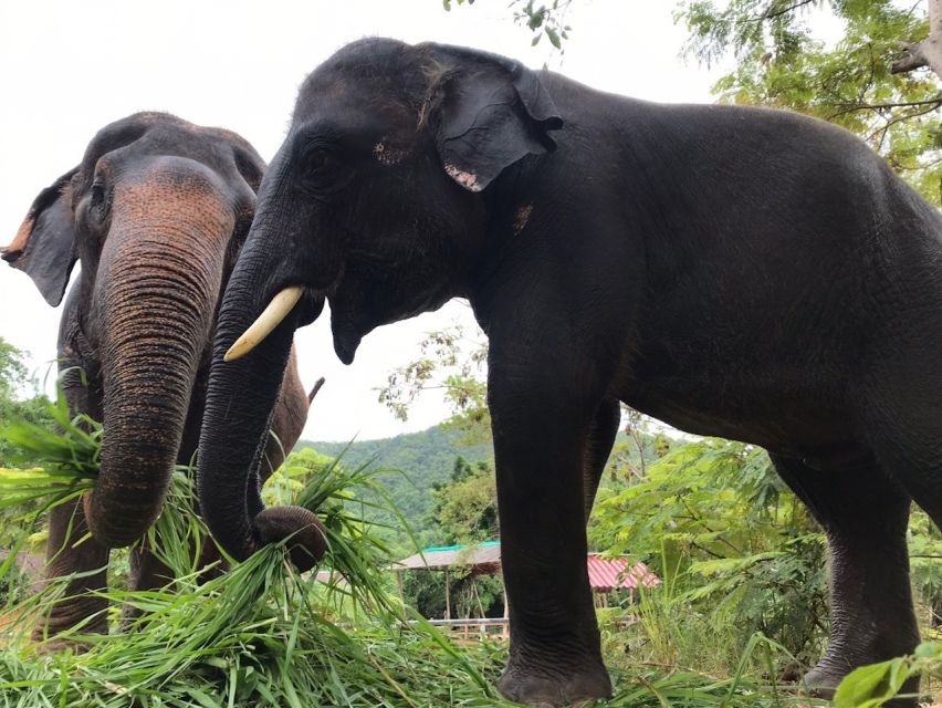 From Bangkok: Pattaya Ethical Elephant Sanctuary Day Trip - Price and value: what $142 really covers