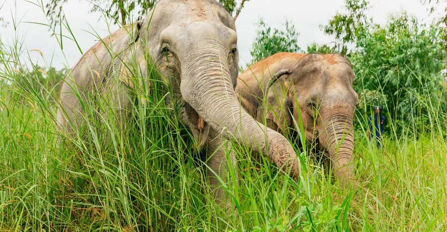 From Bangkok: Pattaya Ethical Elephant Sanctuary Day Trip - Getting picked up: two sessions, two very different vibes