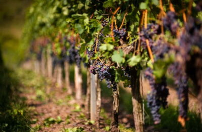 From Bilbao: La Rioja Wineries Day Trip with Wine Tastings - Haro and CVNE: the centenary winery stop that sets the tone