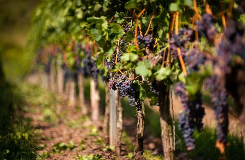 From Bilbao: La Rioja Wineries Day Trip with Wine Tastings - Haro and CVNE: the Rioja basics, explained in a place that matters