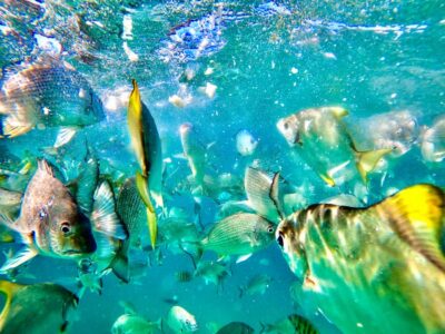 From Brisbane: Moreton Island Full-Day Trip - The 75-minute cruise and arrival on Moreton Bay